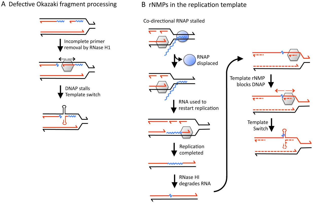 Models for generating rNMP-dependent QP mutations.