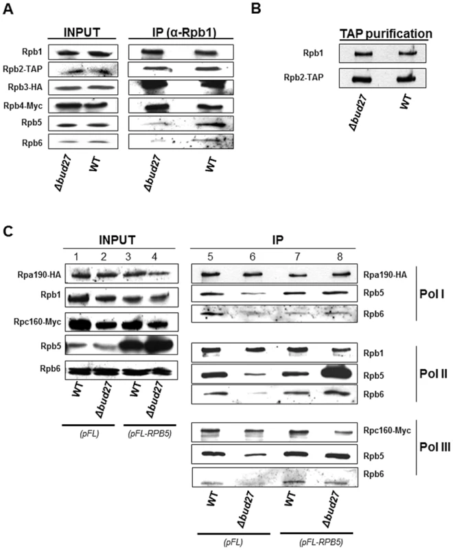 Lack of Bud27 affects assembly of RNA pol I, II, and III.