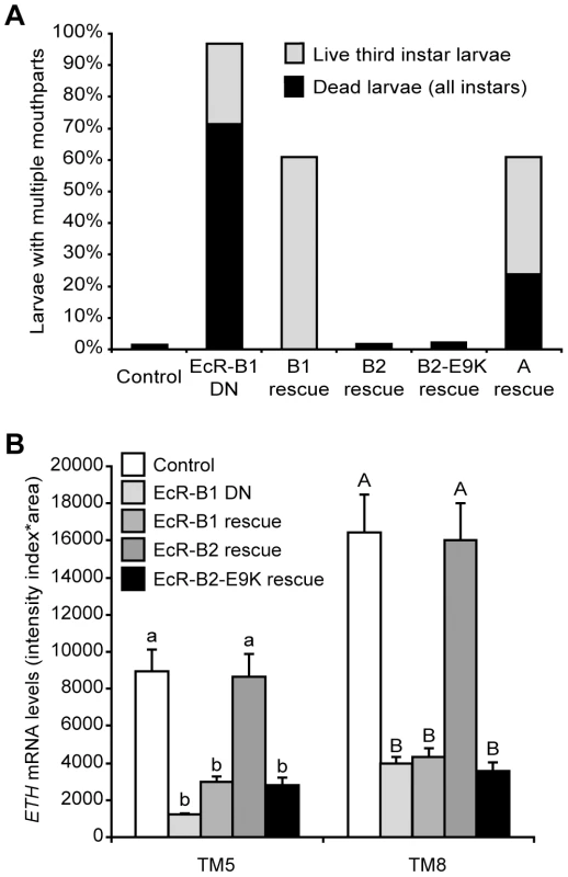 EcR-B2 rescued ecdysis and <i>ETH</i> expression following targeted expression of dominant negative EcR.