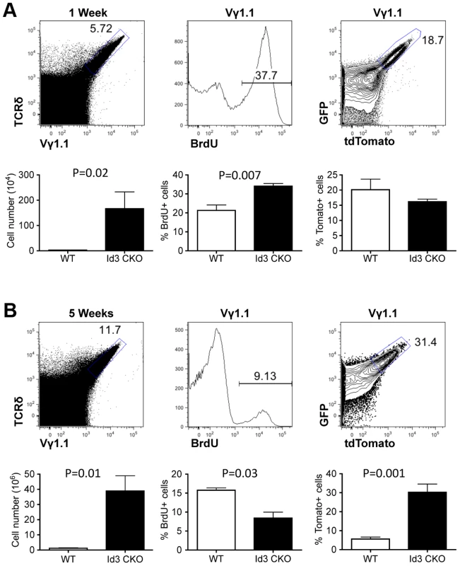 Assessing proliferation frequency and history of Vγ1.1 T cells on <i>Id3</i> deficient background.