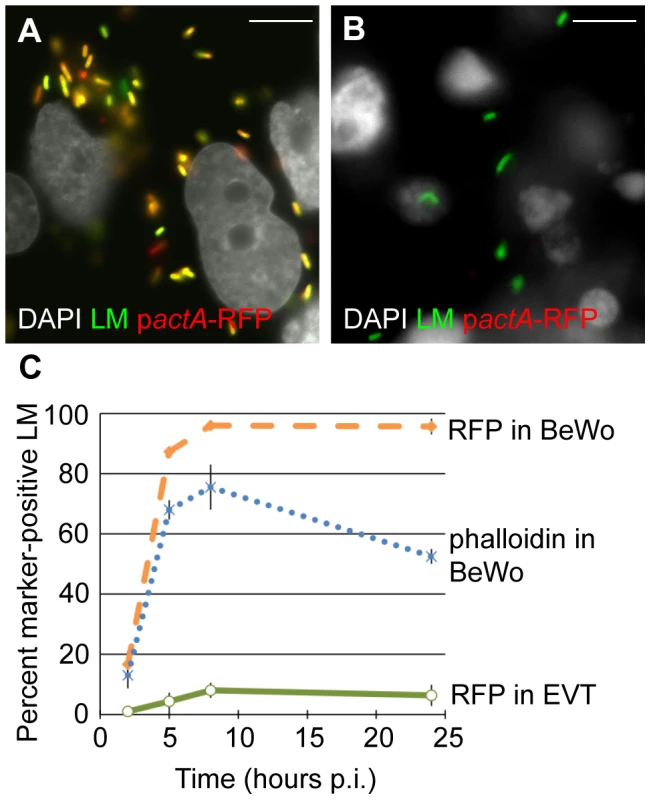 Vacuolar escape of <i>L. monocytogenes</i> (LM) is strongly impaired in EVT.