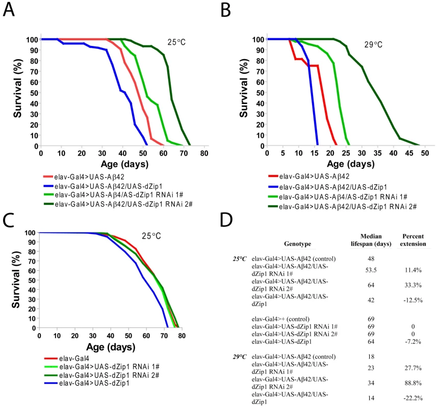 <i>dZip1</i> knockdown significantly lengthens the lifespan of Aβ42 flies.