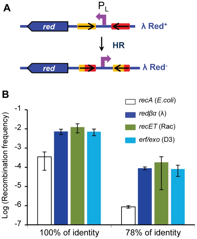 High efficiency of recombination of two other Rad52 recombinases.