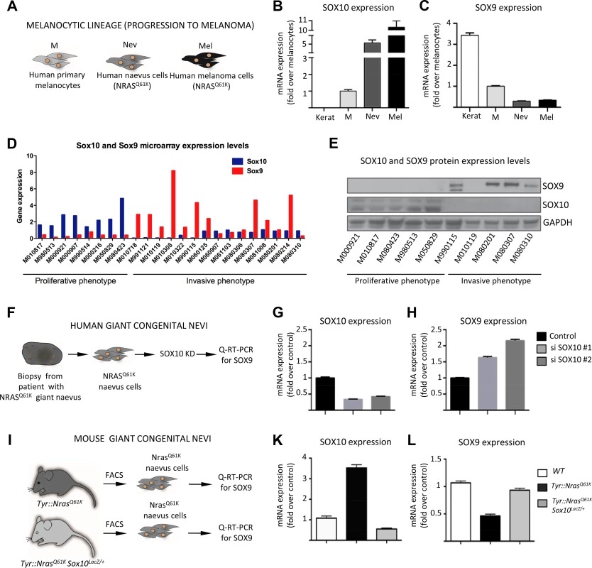 SOX10 knockdown results in elevated SOX9 expression in mouse and human melanocytes.