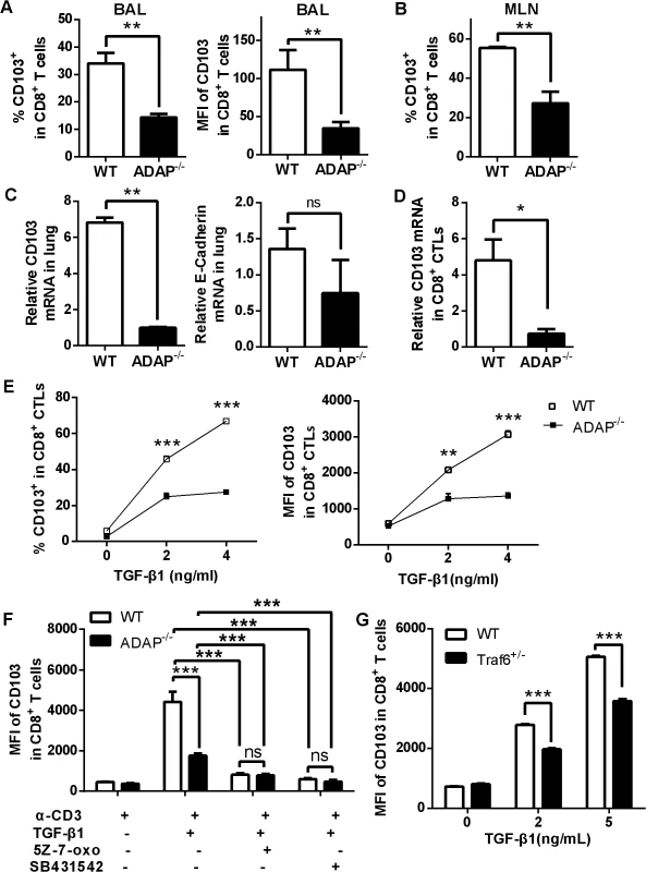 ADAP deficiency reduces TGF-β1-induced CD103 expression in CD8+ T cells.