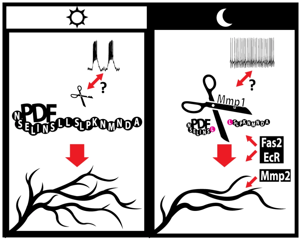 A model for the regulation of circadian axonal remodeling of sLNv neurons.