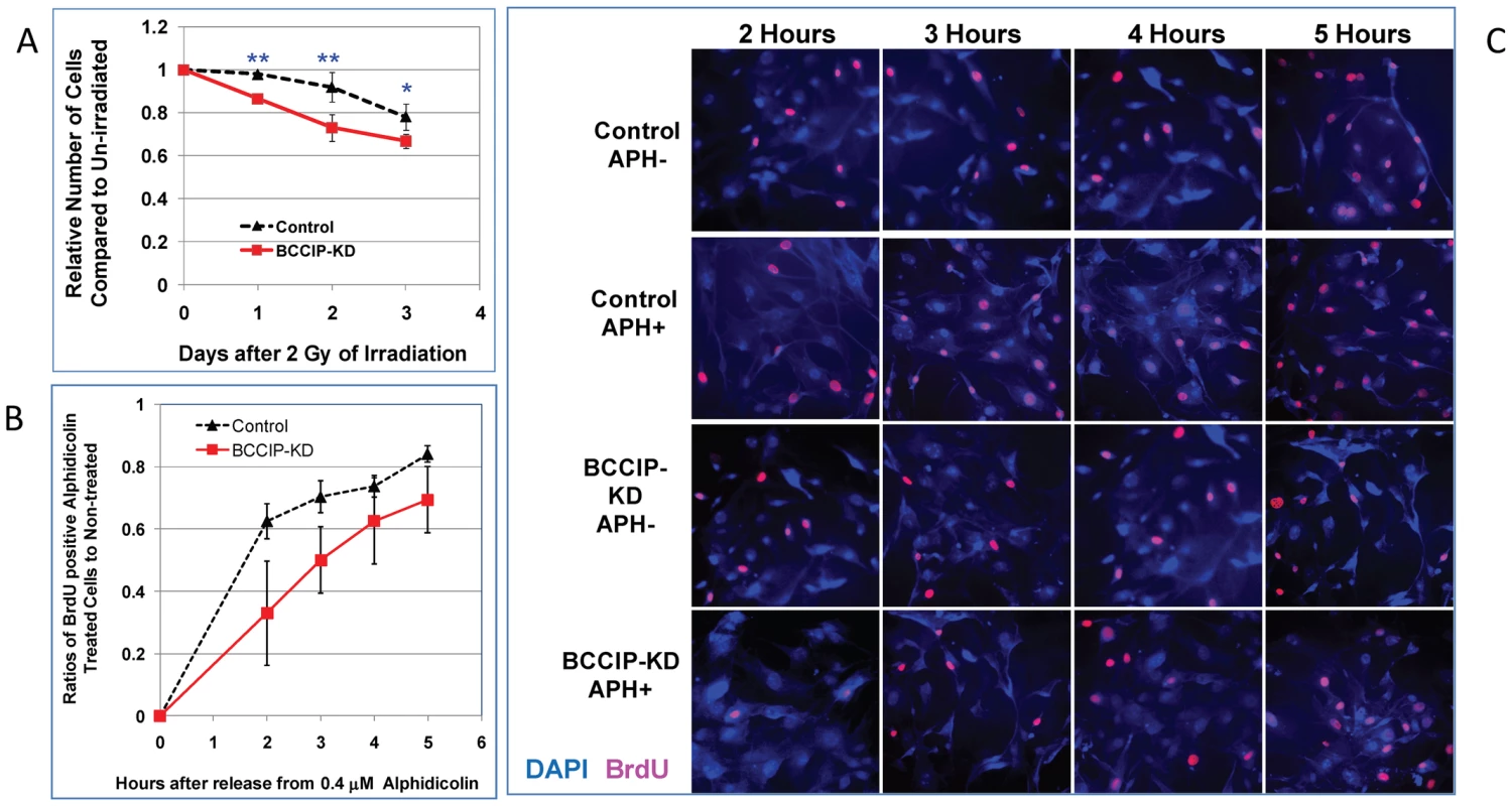 BCCIP-deficient MEF cells are more sensitive to irradiation and replication stress.