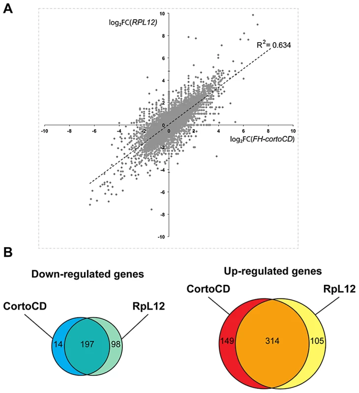 Comparison of genes deregulated by <i>cortoCD</i> and <i>RpL12</i> over-expression.
