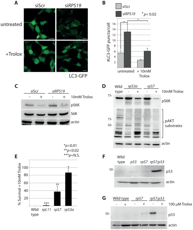 S6 kinase phosphorylation and autophagy is induced by reactive oxygen species (ROS).