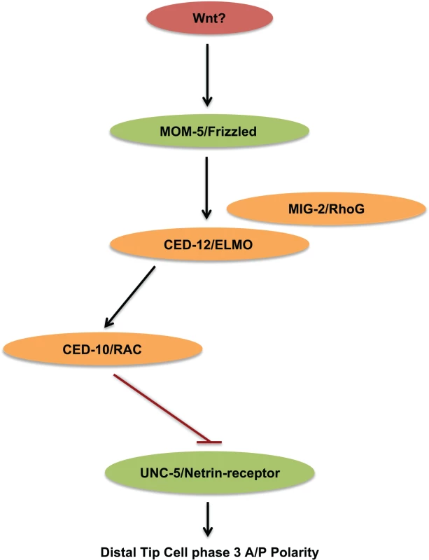 MOM-5/Frizzled through small GTPases functions to negatively regulate the UNC-5 receptor for UNC-6/Netrin.