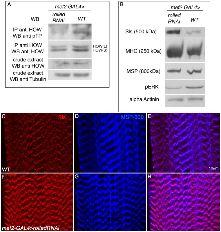 <i>Drosophila</i> MAPK <i>rolled</i> is directing HOW phosphorylation in muscles and regulation of Sallimus levels.