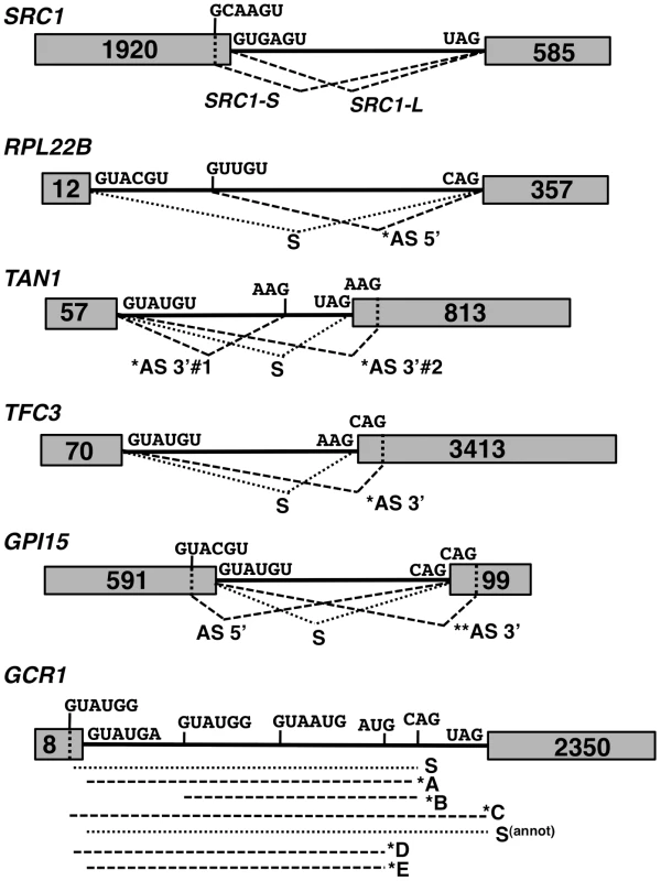 Spliced species produced from the <i>SRC1</i>, <i>RPL22B</i>, <i>TAN1</i>, <i>TFC3</i>, <i>GPI15</i> and <i>GCR1</i> genes.