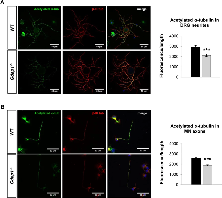 Postranscriptional modification of the tubulin cytoskeleton in primary sensory and motor neuron cultures.