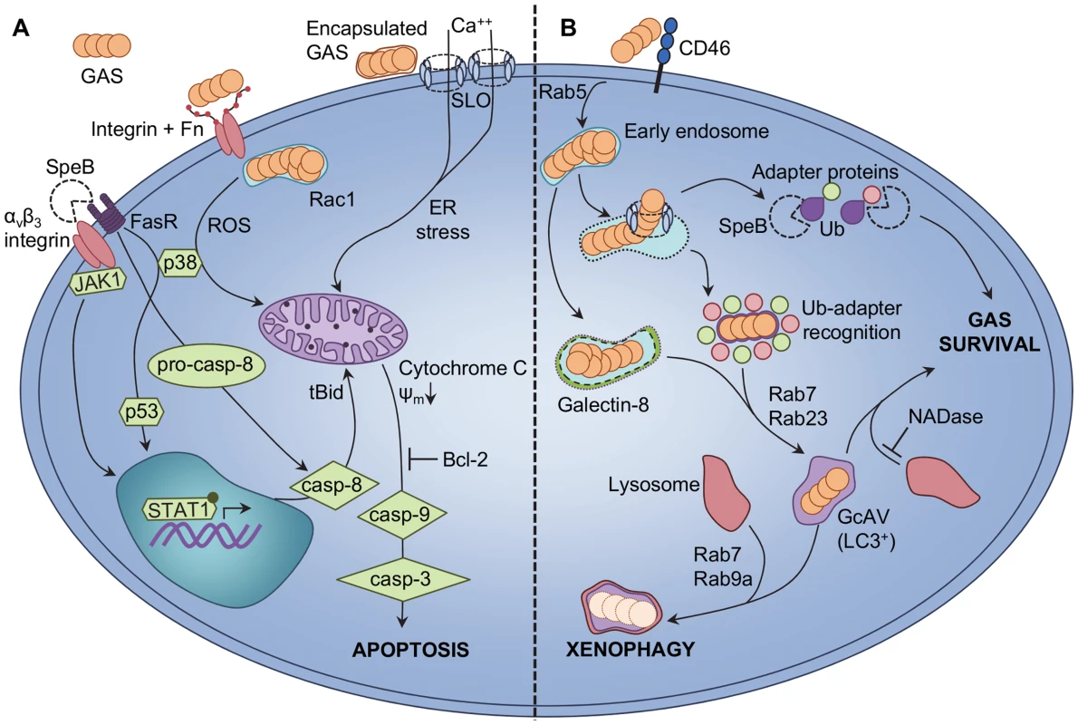 Epithelial cellular responses to GAS infection.