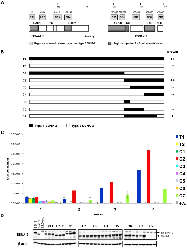 Type 1/type 2 EBNA-2 chimaeras tested in the EREB2.5 growth assay.