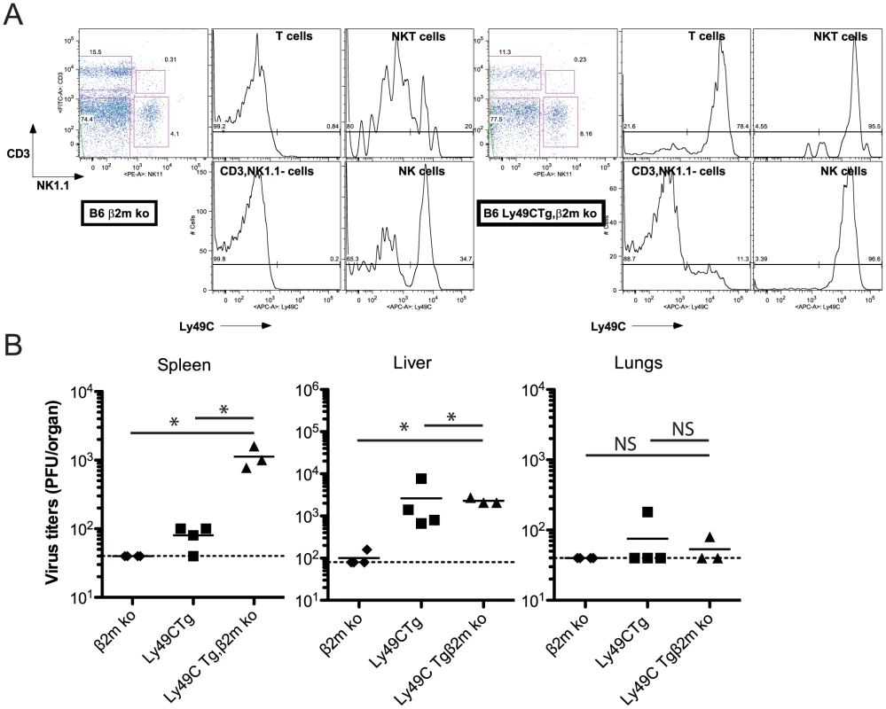 Infection of B6 Ly49C Tg β2m ko mice by MCMVm157<sup>G1F</sup>.