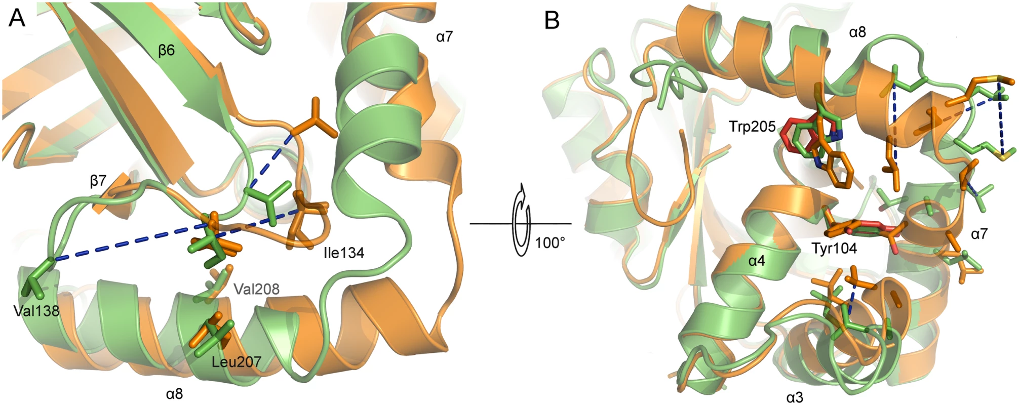 Active site and dimer interface helices of superposed monomers of monomeric and dimeric PrV assemblin.