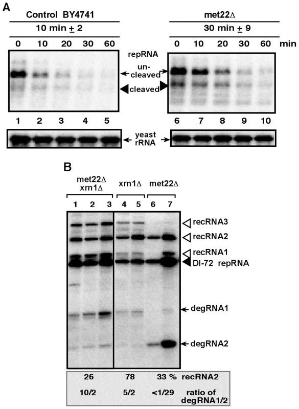 Increased stability of the TBSV repRNA in <i>met22Δ</i> yeast.
