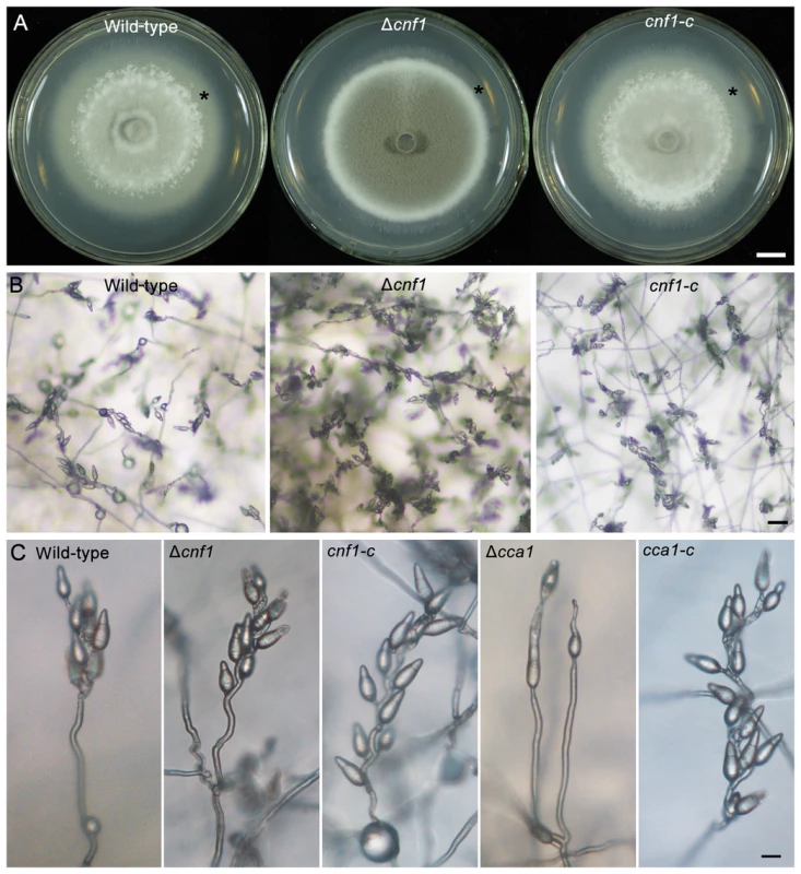 Mycelial appearance and spore-bearing aerial hyphae of the <i>M. oryzae</i> strains.