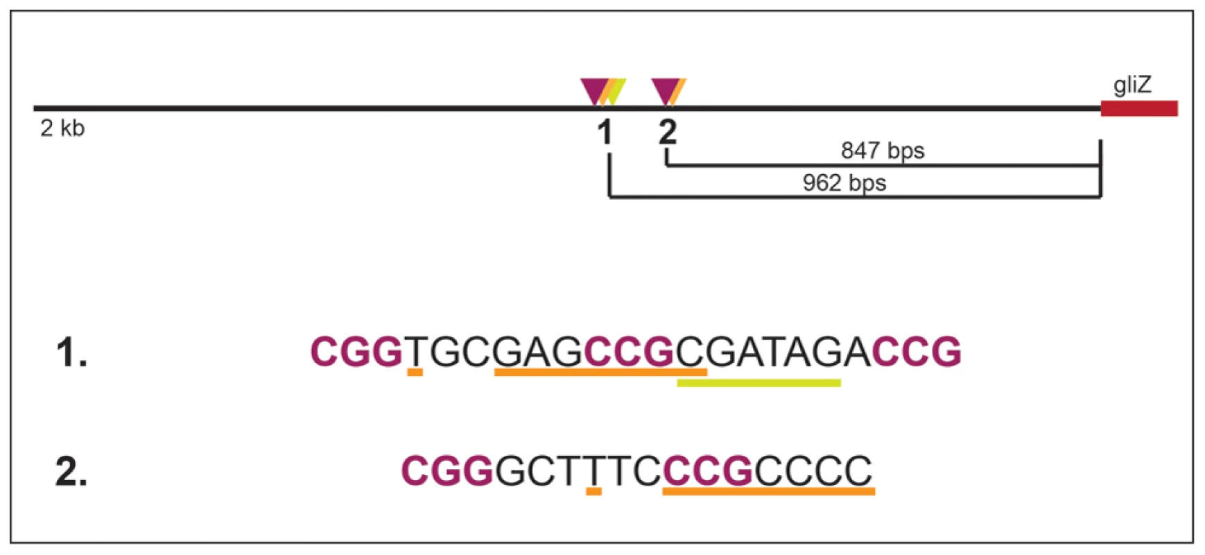 Layout of two potential GipA binding sites that are embedded in putative GliZ binding sites in the <i>gliZ</i> promoter.