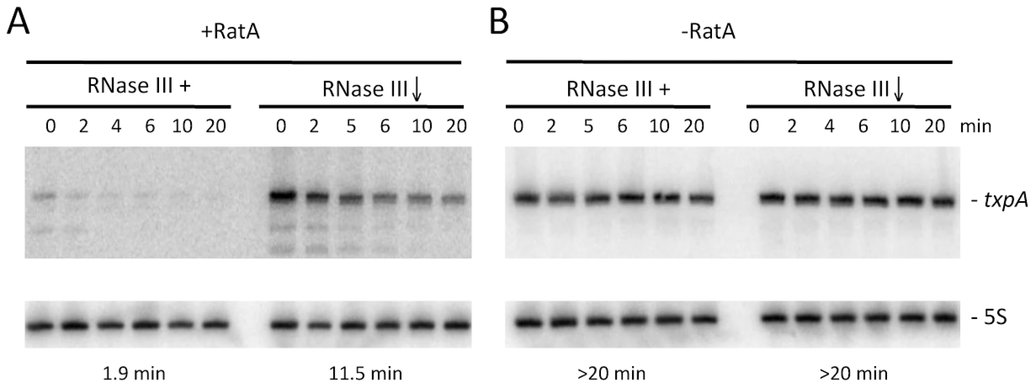 Degradation of <i>txpA</i> (AUG→AAG) mRNA by RNase III is RatA-dependent.