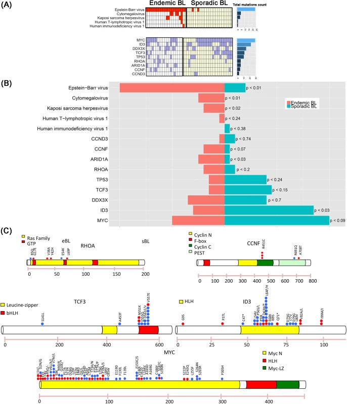 (A) The presence of mutations in genes previously described in BL is reported, including &lt;i&gt;MYC&lt;/i&gt; (50%), &lt;i&gt;DDX3X&lt;/i&gt; (35%), &lt;i&gt;ID3&lt;/i&gt; (30%), &lt;i&gt;ARID1A&lt;/i&gt; (25%), &lt;i&gt;RHOA&lt;/i&gt; (20%), &lt;i&gt;TCF3&lt;/i&gt; and &lt;i&gt;TP53&lt;/i&gt; (15%), and &lt;i&gt;CCND3&lt;/i&gt; 1/20 (5%). In addition, a new mutation is shown, involving &lt;i&gt;CCNF&lt;/i&gt; and detected in 20% of the cases. (B) Bar plot showing the frequency comparison of virus presence and driver mutations between endemic and sporadic BL. For each comparison we report the p-value associated with rejecting the null hypothesis of equal eBL and sBL prevalences. (C) Distribution of mutations in 5 driver genes. Red points indicate endemic BL, while blue points the sporadic ones.
