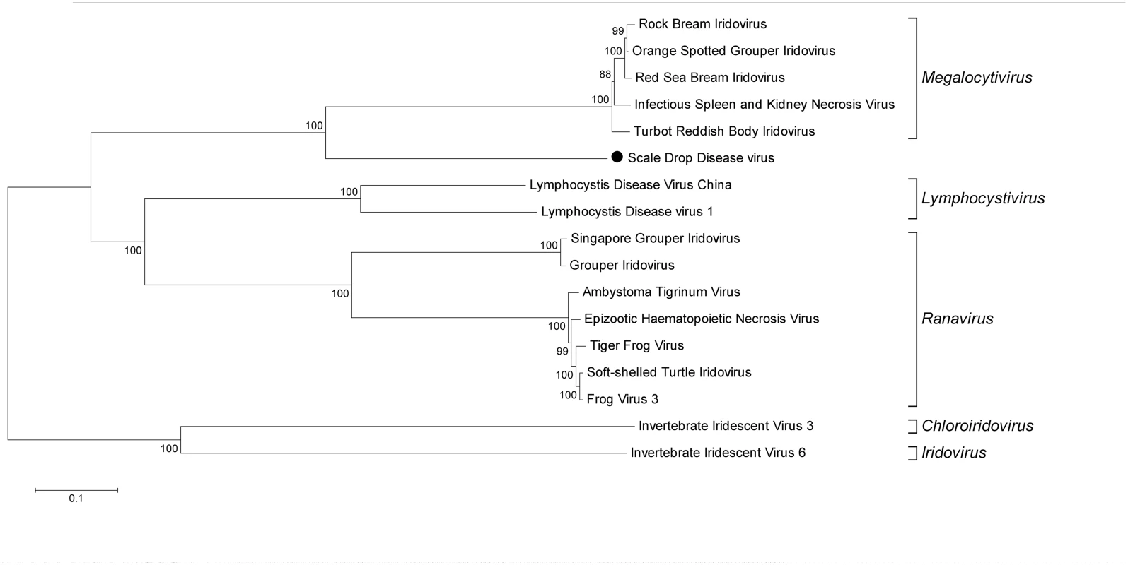 Phylogenetic clustering of SDDV within the <i>Iridoviridae</i> family.
