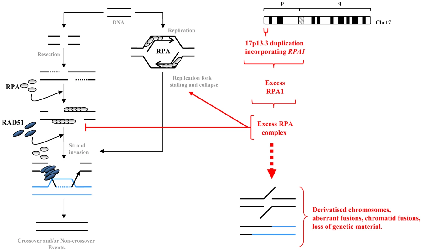 A summary model of how elevated RPA1 may adversely impact on homologous recombination.