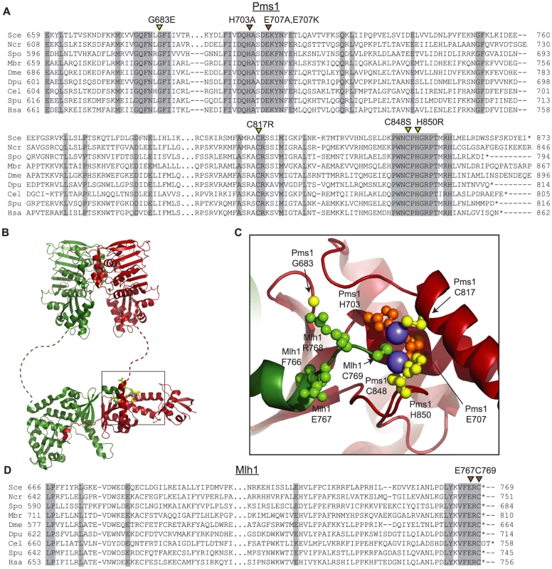 Conserved amino acid residues comprise the Mlh1-Pms1 endonuclease active site.