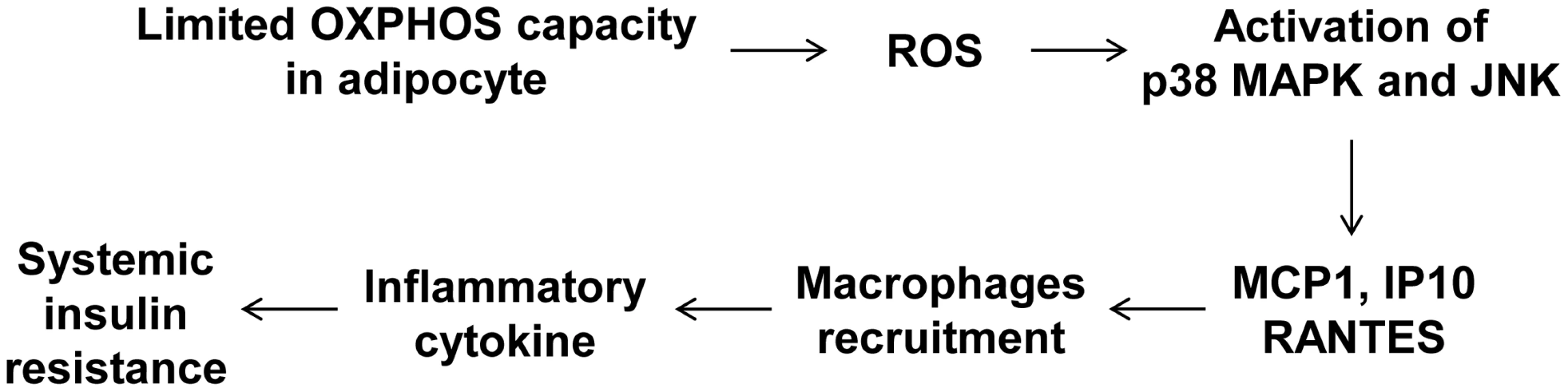 A model of the systemic insulin resistance developed by &lt;i&gt;Crif1&lt;/i&gt;-haploinsufficient mice, which shows limited adipose OXPHOS capacity.