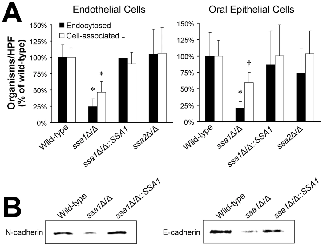 Ssa1 is necessary for <i>C. albicans</i> to adhere to and be endocytosed by endothelial cells and oral epithelial cells.