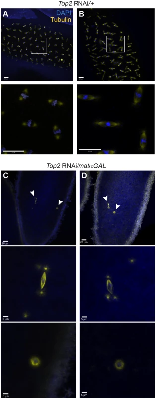Embryos from <i>Top2</i> RNAi<i>/matαGAL</i> mothers appear to be arrested in meiosis I.