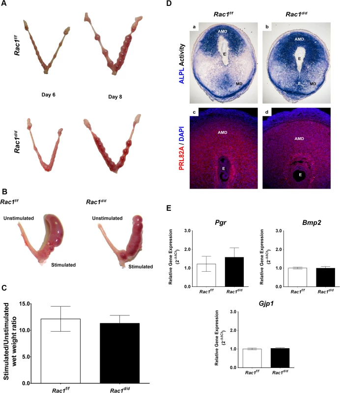 Early implantation is unaffected in <i>Rac1</i> conditional knockout mouse.