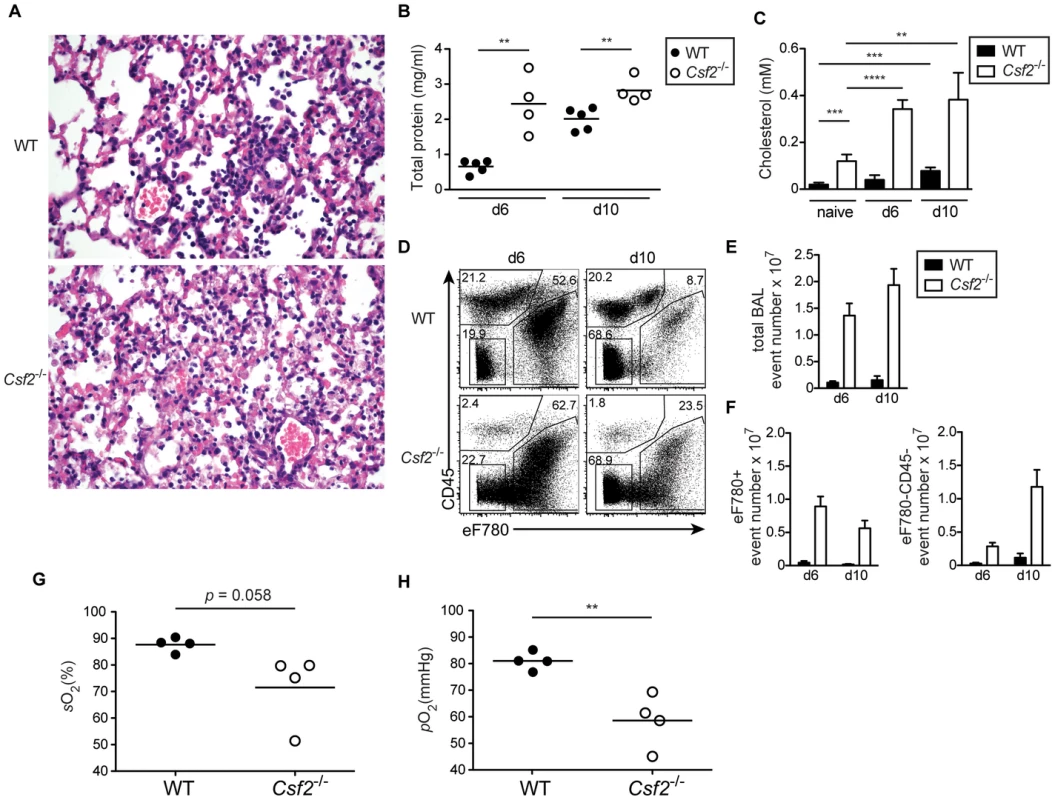 Defective gas exchange and respiratory failure following influenza virus infection in <i>Csf2</i><sup>−/−</sup> mice lacking AM.