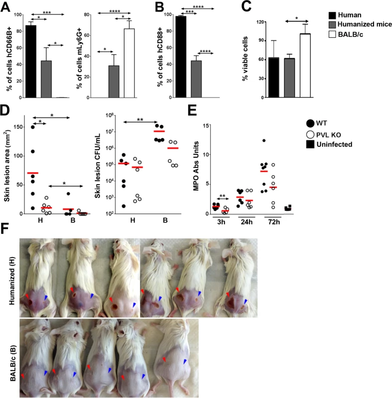 Humanized NSG mice are more susceptible to PVL-induced dermonecrosis.