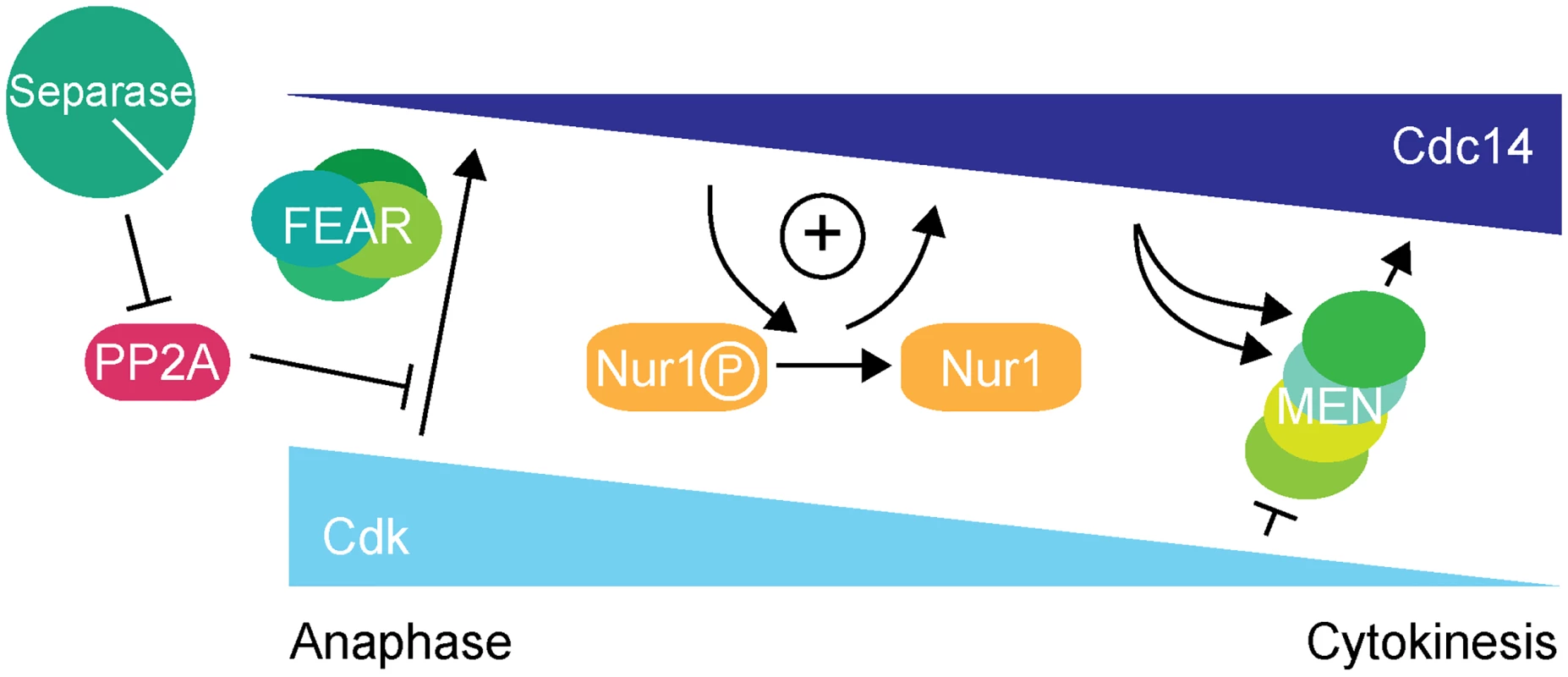 Nur1 establishes a positive feedback loop to promote Cdc14 release in early anaphase.