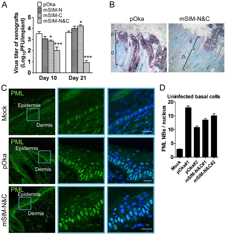 ORF61 SIMs are critical for VZV virulence in skin.