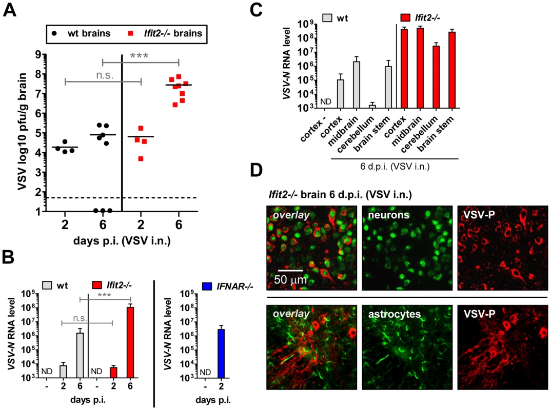 <i>Ifit2</i> suppresses VSV replication in the brain after intranasal infection.