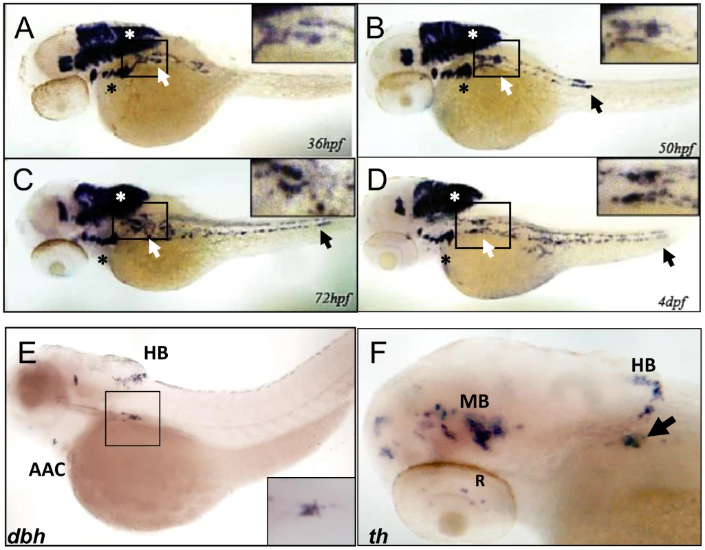 <i>phox2b</i> is expressed in the SCG, a marker of the peripheral sympathetic nervous system in the zebrafish.