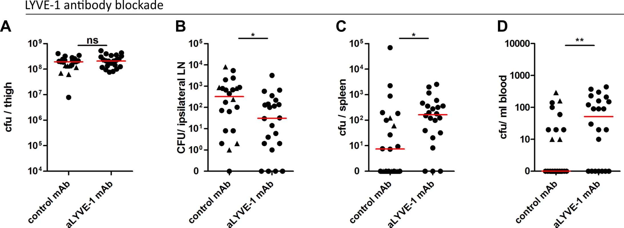 LYVE-1 functional blockade reduces GAS dissemination to draining lymph nodes.