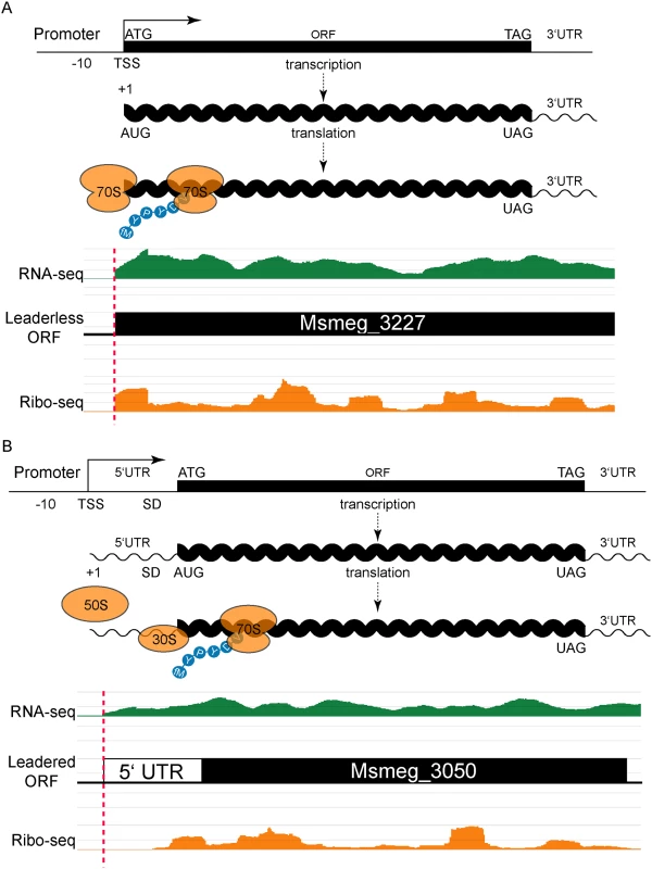 Leaderless and leadered genes produce distinct RNA-seq and ribosome profiling 5’ boundaries.