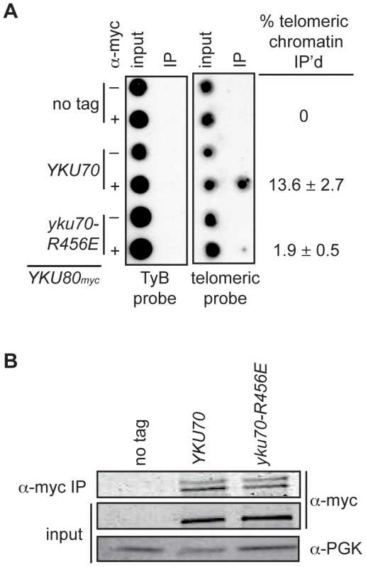 DNA end binding–defective Ku heterodimers show reduced association with telomeres.