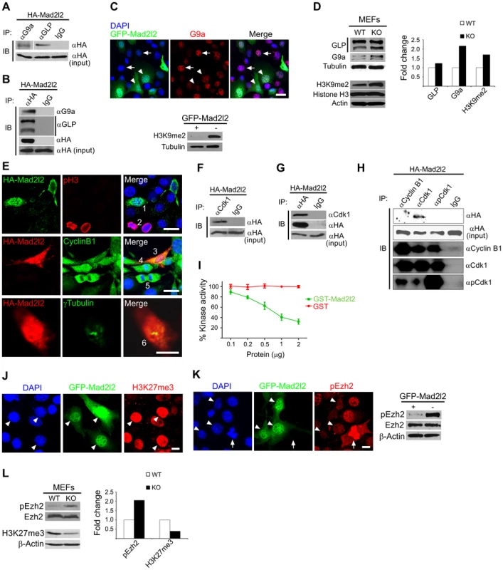 Analysis of Mad2l2 function in fibroblasts.