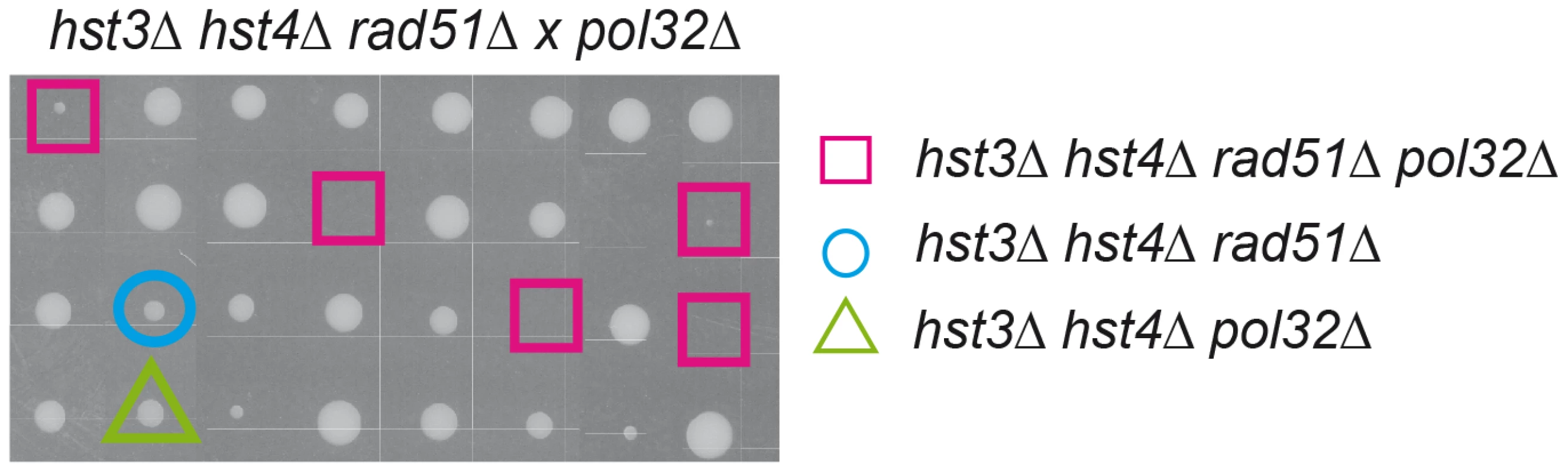 Inviability/synthetic growth defect of histone H3K56 deacetylation mutants in the absence of Rad51 and Pol32.