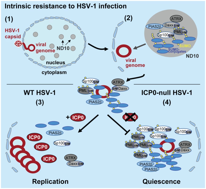Model depicting the regulation of intrinsic antiviral resistance to HSV-1 infection mediated by the SUMO conjugation pathway.