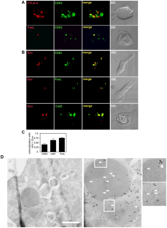 HIV-1 Env colocalizes with enlarged SL-related organelles in CHS cells.