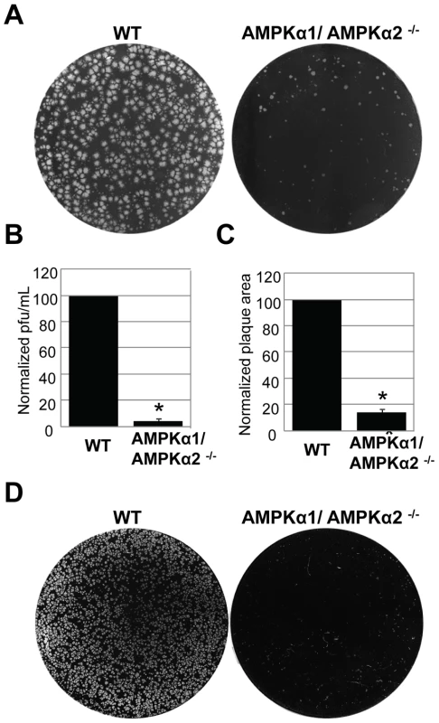 AMPKα promotes poxvirus infection in mammalian cells.