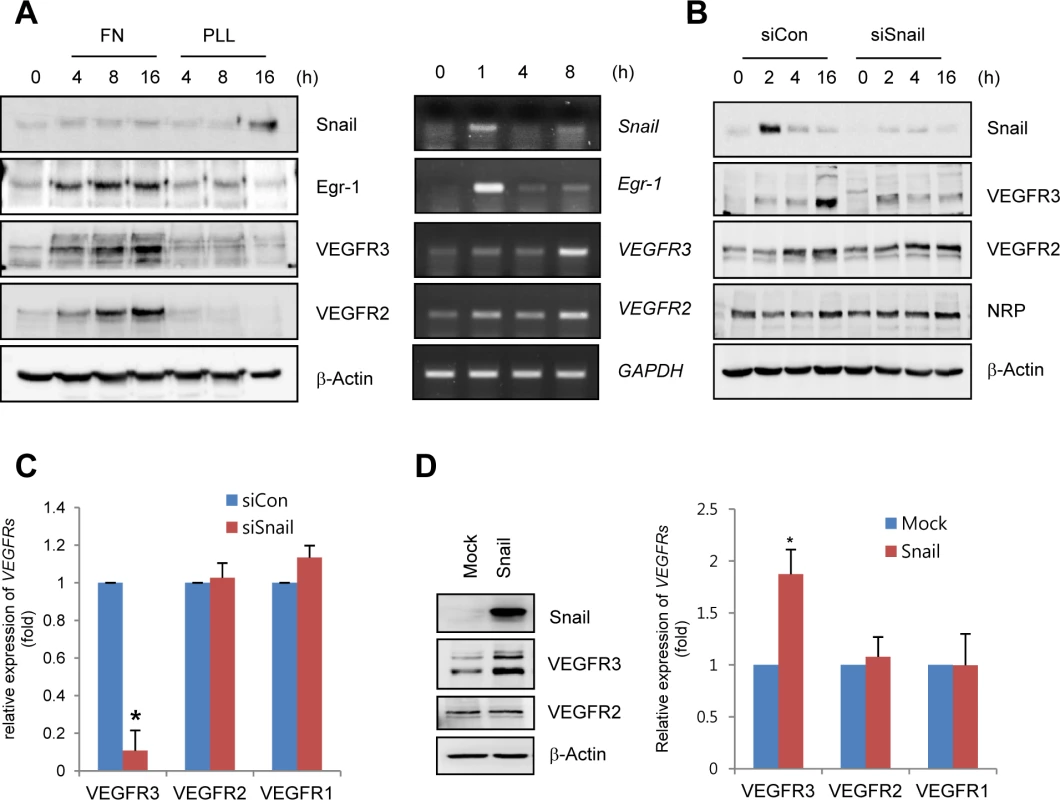 Snail upregulates VEGF receptor 3 (VEGFR3).
