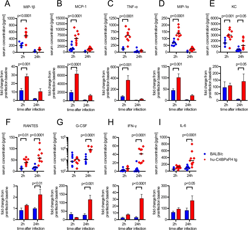GAS induced sepsis enhances systemic cytokine release in hu-C4BPxFH tg mice.