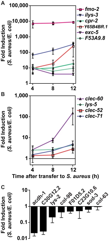 The <i>C. elegans</i> host response to <i>S. aureus</i> infection is comprised of two kinetic groups.